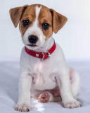 Mikroflanelová dětská deka Jack Russel terrier | 120x150 cm